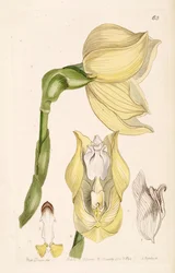 Anguloa clowesii